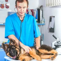 Ветеринарная клиника Зоосфера Фото 2 на проекте VetSpravka.ru Ветеринарная клиника Зоосфера Фото 2 на проекте VetSpravka.ru