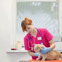 Ветеринарная клиника Артемида Плюс на Пролетарской улице Фото 2 на проекте VetSpravka.ru Ветеринарная клиника Артемида Плюс на Пролетарской улице Фото 2 на проекте VetSpravka.ru