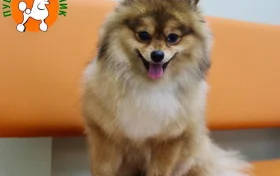 Салон стрижки животных Пушистый модник на улице Анциферова Фото 2 на проекте VetSpravka.ru